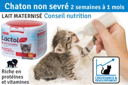 Chaton : 2 et 3 semaines à 1 mois : chaton non sevré ?