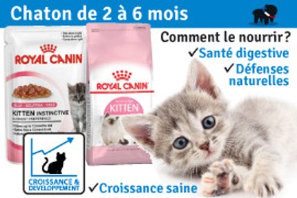Chaton de 2 à 6 mois : sevrage, soins et accueil en 2026