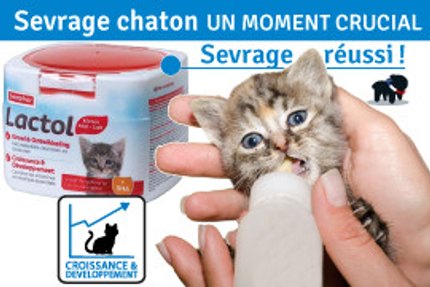 Sevrage chaton : Un moment important !