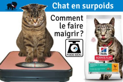Comment faire maigrir un chat, surpoids !