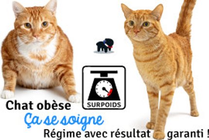 Chat obèse, régime chat en surpoids, résultat immédiat !