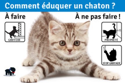 Comment éduquer un chaton ? À faire / À ne pas faire !