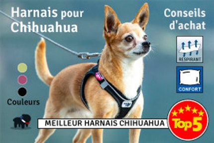 Harnais Chihuahua : Conseil d'achat ! 