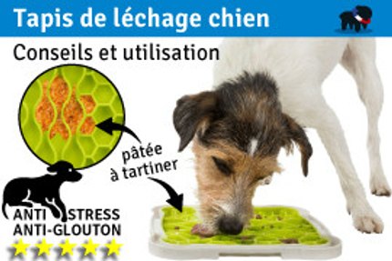Tapis de léchage chien : conseil & utilisation !