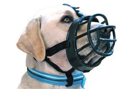 muselière pour chien