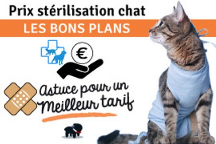 Prix stérilisation du chat : astuce pour un meilleur tarif !