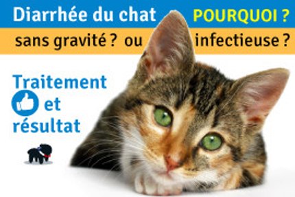 Mon chat à la diarrhée ! Quel traitement pour la diarrhée du chat ?