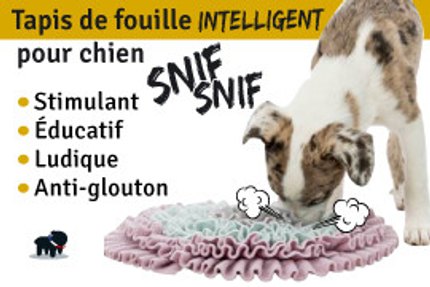Tapis de fouille pour chien : 3 étapes d'utilisation !