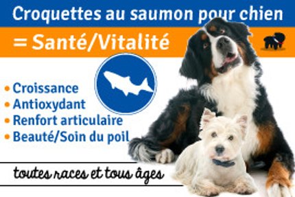 Pourquoi donner des croquettes au saumon à son chien ?