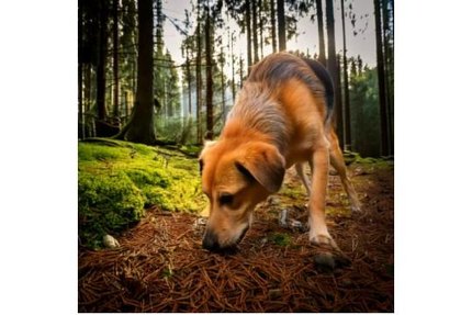 Mon chien mange son Caca ! Pourquoi ? Comment faire ?