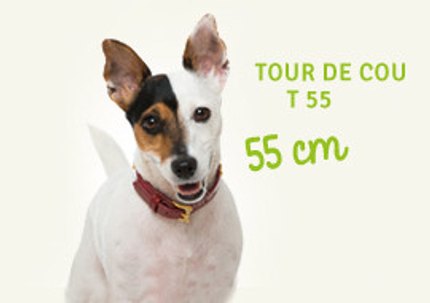 mesurer tour de cou chien