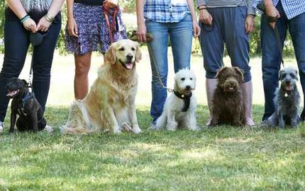 Comment éduquer et dresser son chien ? A qui s’adresser ?