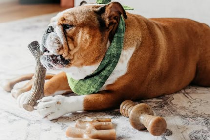 jouet à macher résistant chien