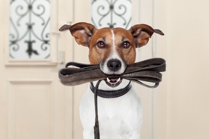 laisse pour chien