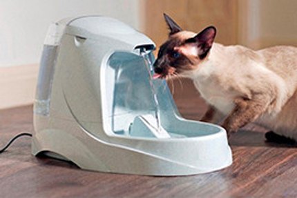 Fontaine à eau pour chat