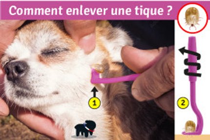 enlever une tique
