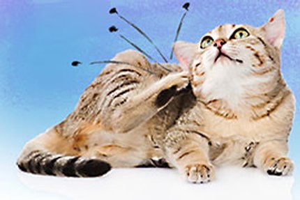 anti puce chat