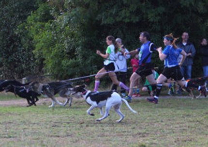 Canicross, courir avec son chien