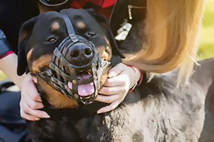 muselière Rottweiler