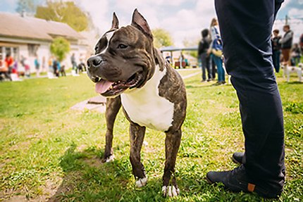 American Staffordshire Terrier, ce qu’il faut savoir.