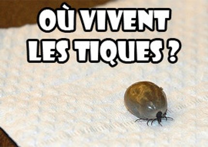 Où vivent les tiques
