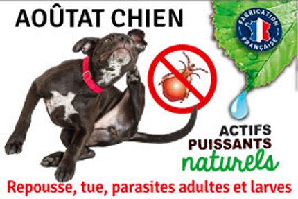 aoutat chien