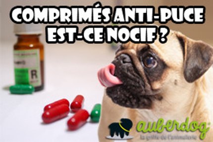 Comprimés anti puce chien