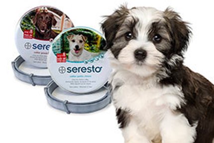 Collier Seresto chien