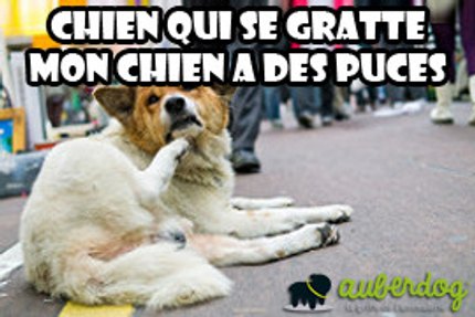 Chien qui se gratte, mon chien a des puces