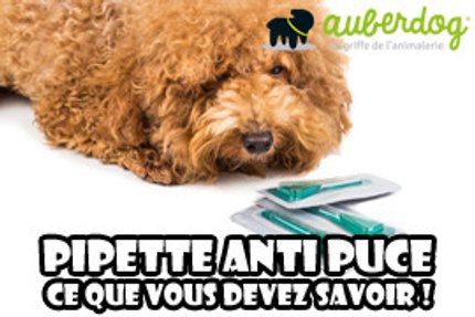 Pipette anti puce