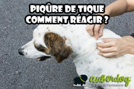 Piqûre de tique, morsure de tique