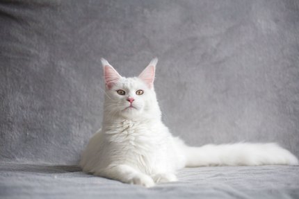 Maine coon