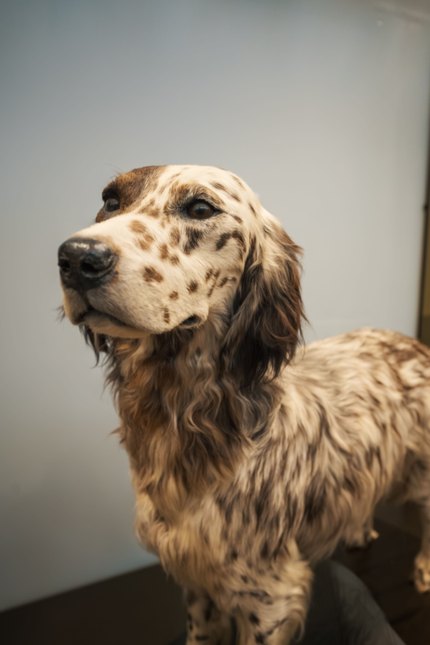 Setter Anglais