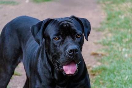 Cane Corso