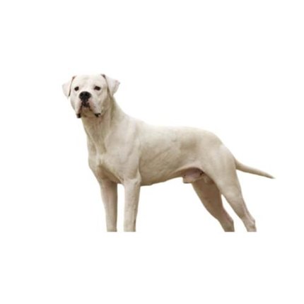 Dogue Argentin