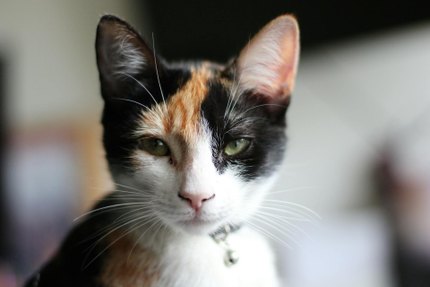 American Wirehair