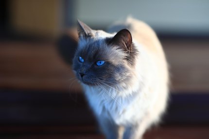 Balinais