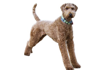 Airedale Terrier