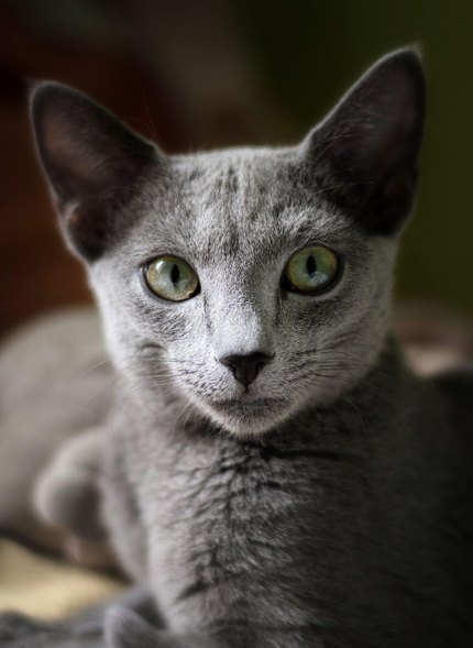 Bleu Russe