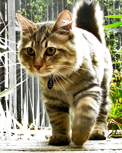 Bobtail Américain