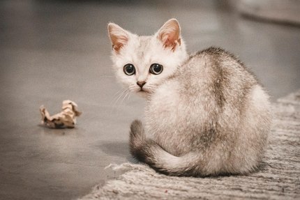 Burmilla