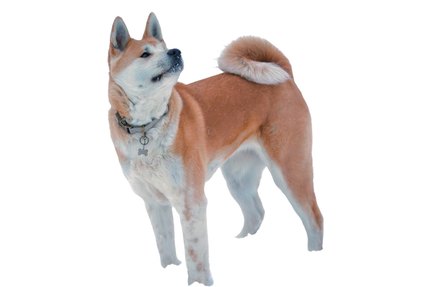 Akita Inu