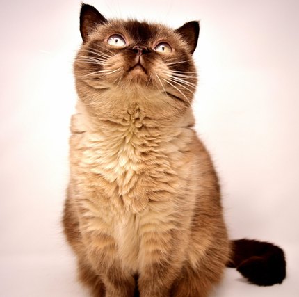 Exotic Shorthair