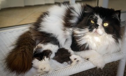 Himalayen