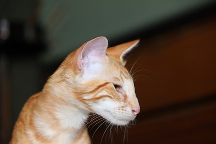 Javanais