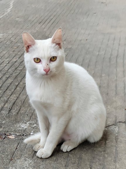 Khao Manee