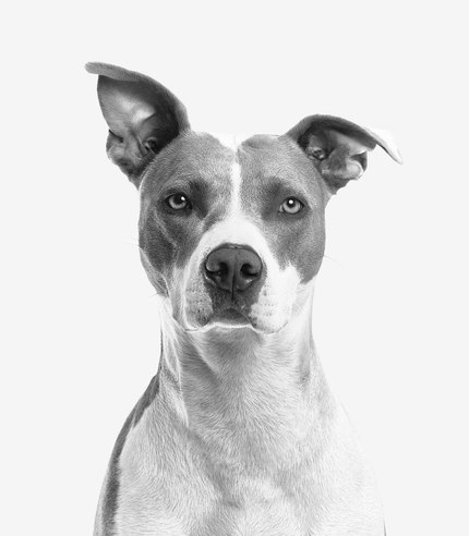 Staff, Amstaff, American Staff