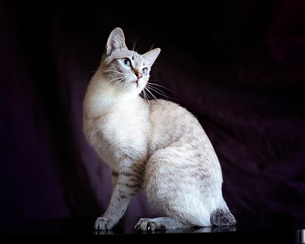 Mekong Bobtail
