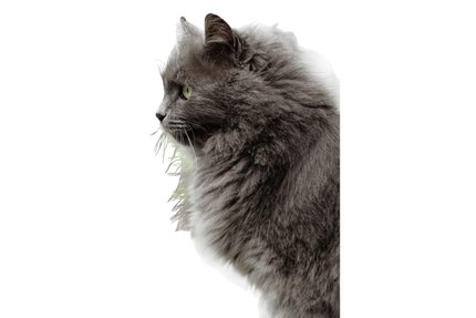 Nebelung