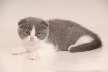 Scottish Fold